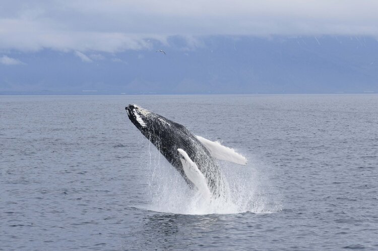 På Whales of Iceland kan du lära dig mer om bland annat knölvalar.