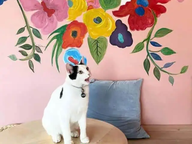 Besök Kattkaffét för en mysig och unik upplevelse.