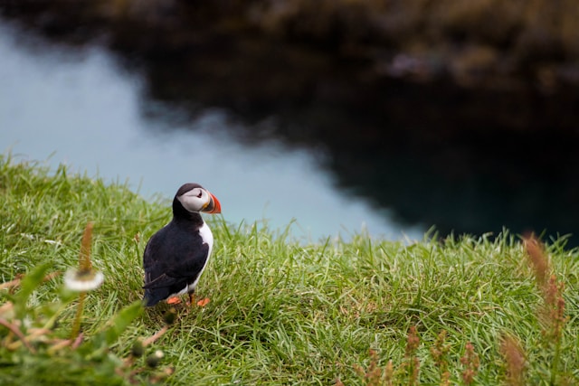 Se lunnefåglar vid Puffin Wall.