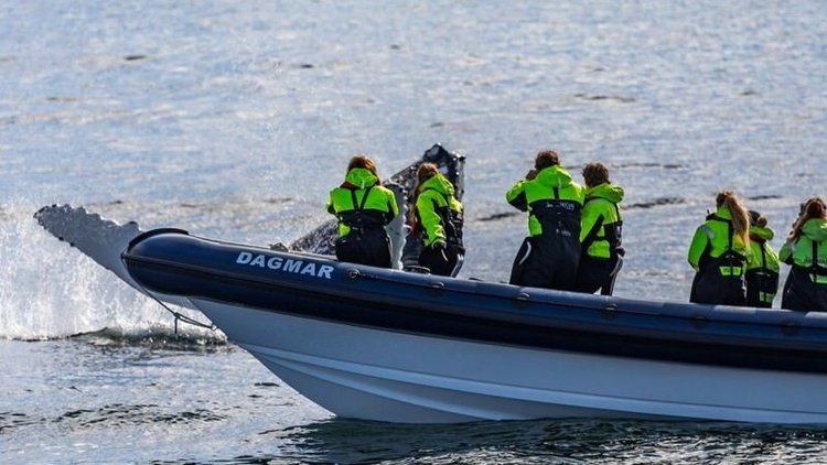 Upplev valskådning på nordöstra Island.