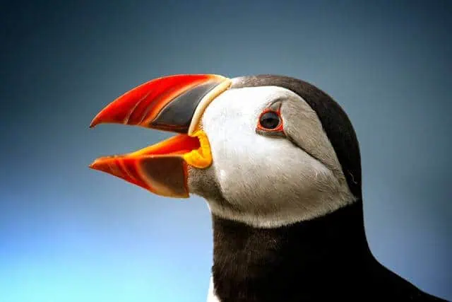 Lunnefåglar är ett populärt djur på Island.